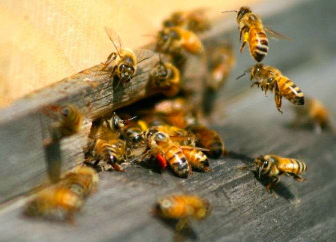 تغذية النحل